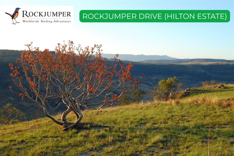 ROCKJUMPER BIRDING DRIVE (Hilton Estate) - Hilton Arts Festival 2025